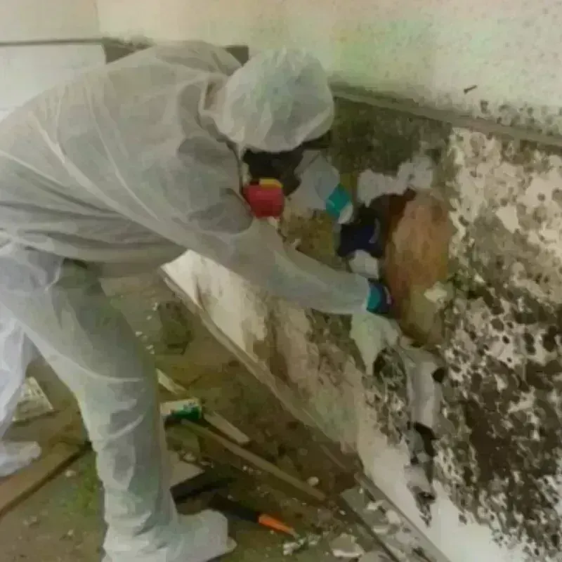 Mold Remediation and Removal in Wausau, WI